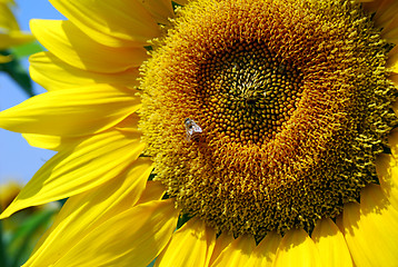 Image showing Sunflower