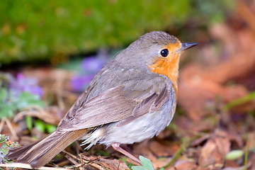 Image showing   robin (Erithacus rubecola)