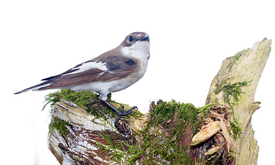 Image showing  Ficedula hypoleuca