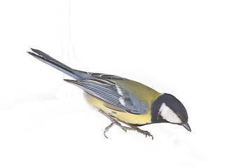 Image showing bright titmouse