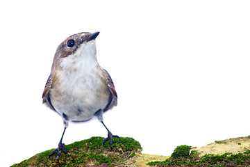 Image showing  Ficedula hypoleuca