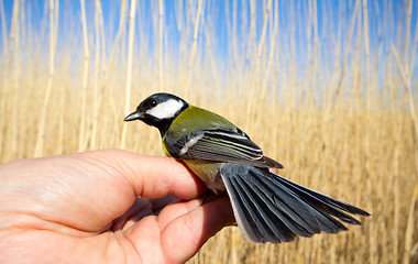 Image showing bright titmouse