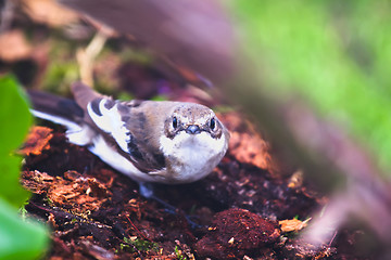 Image showing   Ficedula hypoleuca