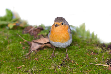 Image showing   robin (Erithacus rubecola)