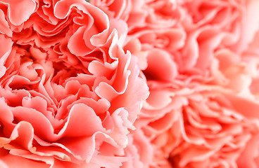 Image showing Pink carnation close up 