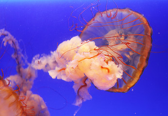 Image showing Jellyfish