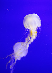 Image showing Jellyfish 