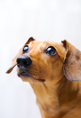 Image showing Dachshund Dog