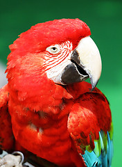 Image showing Red macaw