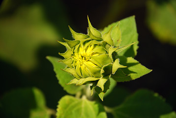 Image showing Sunflower bud