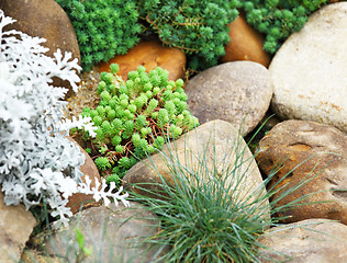 Image showing Green plant with rock 