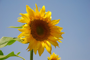 Image showing Sunflower