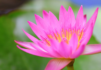 Image showing Pink waterlily