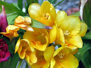 Image showing Yellow blossoms