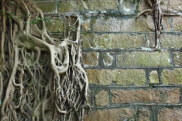 Image showing Root of tree covered old wall