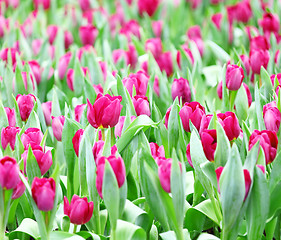 Image showing Purple tulips 