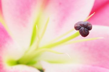 Image showing pink lily 