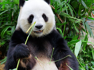 Image showing Giant panda eating bamboo