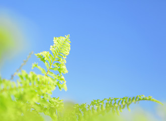 Image showing Leaves over blue sky