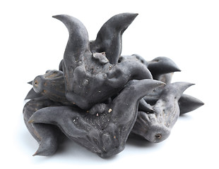 Image showing Horn shaped water caltrop