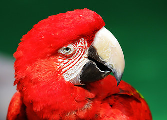 Image showing Red macaw