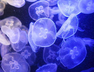 Image showing Jellyfish