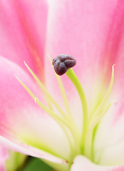 Image showing Pink lily flower close up