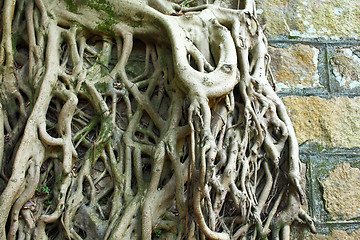 Image showing Root of tree covered old wall 