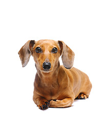 Image showing dachshund