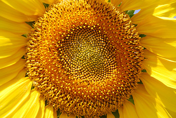 Image showing Sunflower