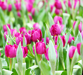 Image showing Purple tulips 