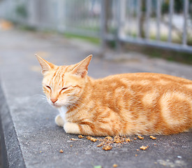 Image showing Street cat