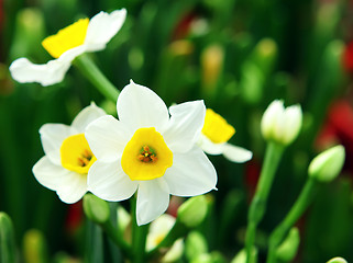Image showing narcissus flower 