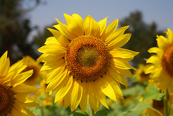 Image showing Sunflower