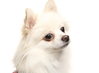 Image showing white pomeranian dog