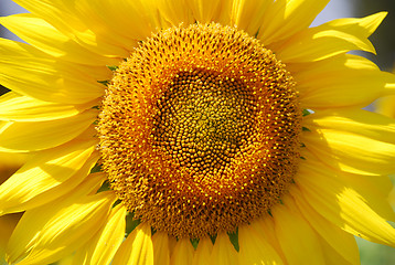 Image showing Sunflower