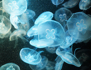 Image showing Jellyfish 