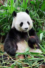 Image showing Wild panda 