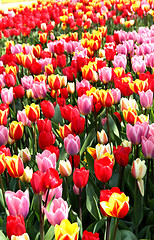 Image showing Holland tulip fields