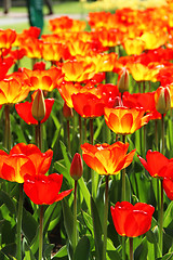 Image showing Holland tulip fields