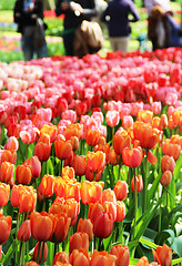 Image showing Holland tulip fields