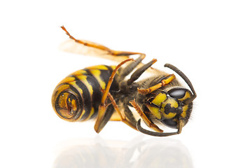 Image showing Macro of a dead wasp (Vespula vulgaris)