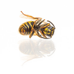 Image showing Macro of a dead wasp (Vespula vulgaris)