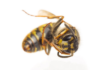 Image showing Macro of a dead wasp (Vespula vulgaris)