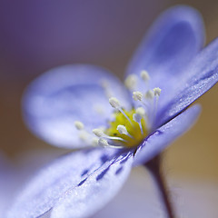 Image showing Hepatica Nobilis