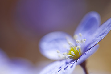 Image showing Hepatica Nobilis