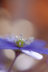 Image showing Hepatica Nobilis