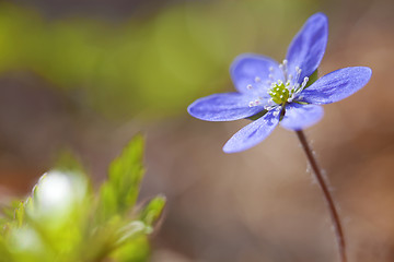 Image showing Hepatica Nobilis