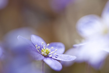 Image showing Hepatica Nobilis