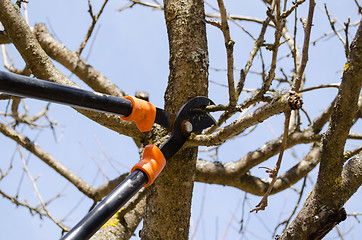 Image showing fruit tree trim two handle clippers spring garden 